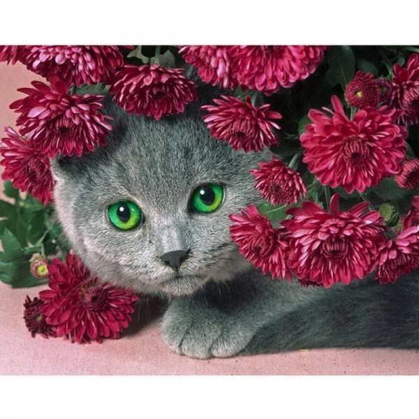 Kat med blomster