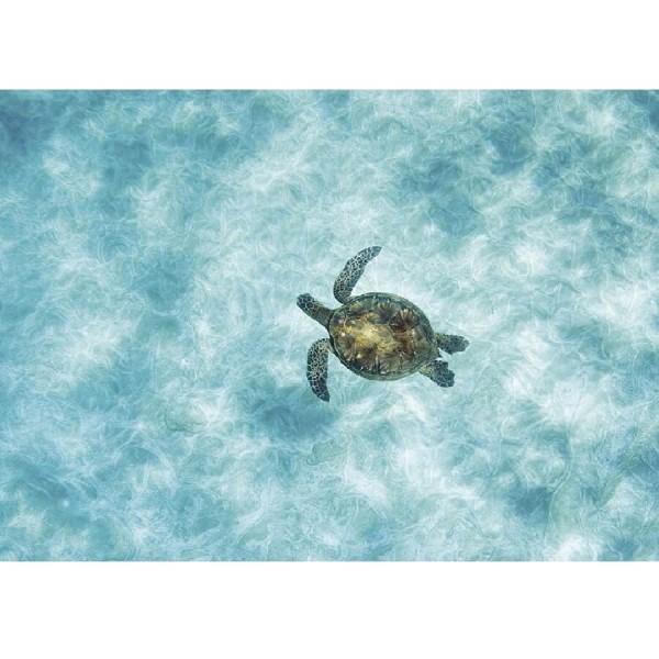 Skildpadde i vand