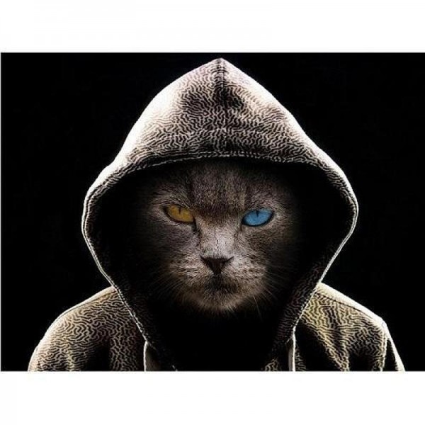 Cool kat med hættetrøje