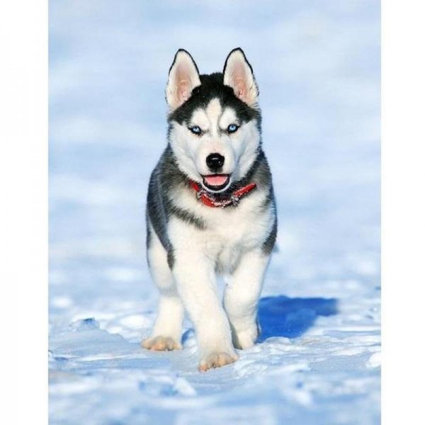 Husky hvalp