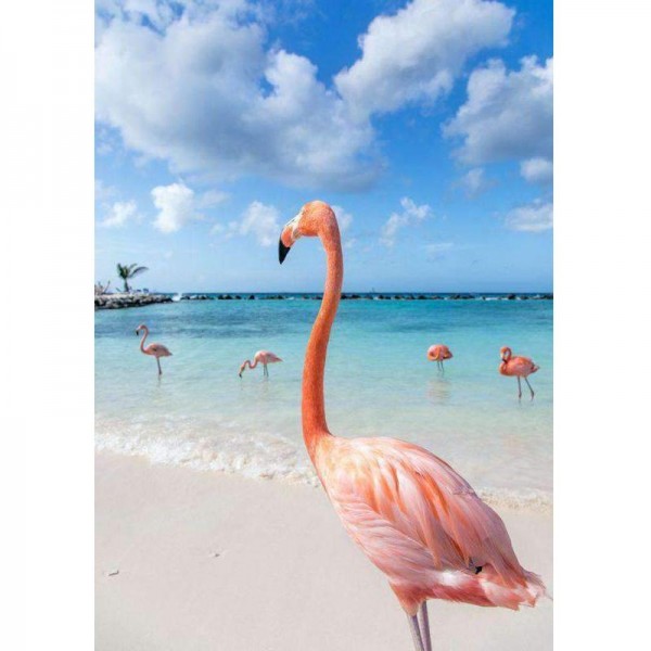 Flamingoer på stranden
