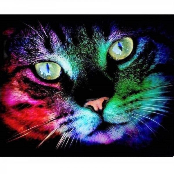 Regnbue kat