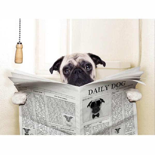 Mops læser avis
