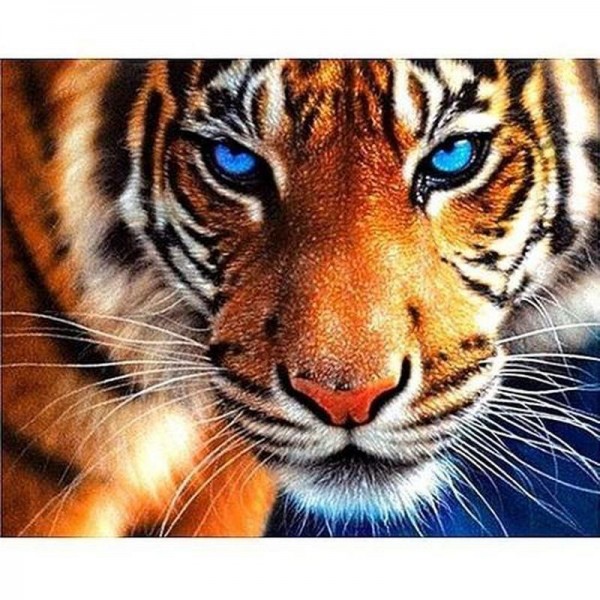 Tiger med blå øjne