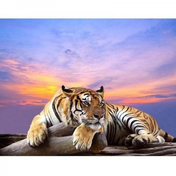 Tiger ved solnedgang