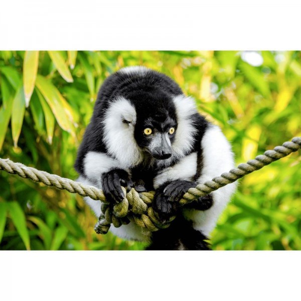 Indri abe