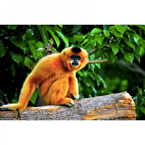 Gibbon abe