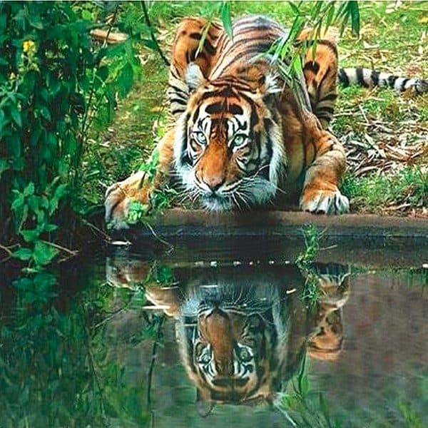 Tiger ved vandet