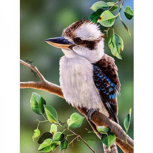 Kookaburra fugl