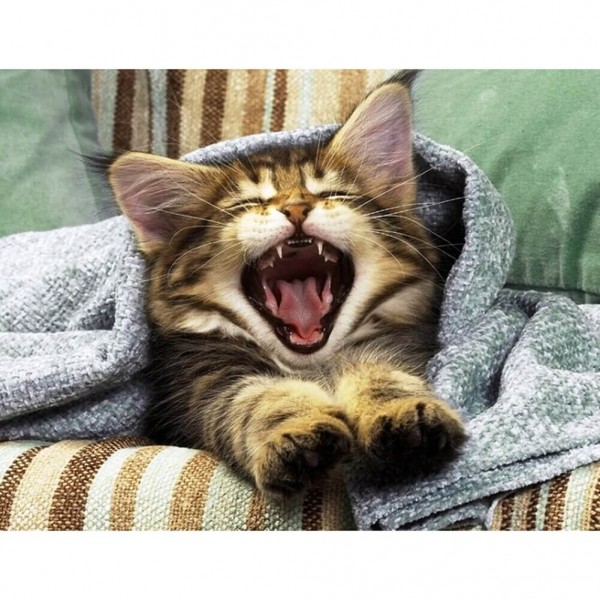 Gabende kat