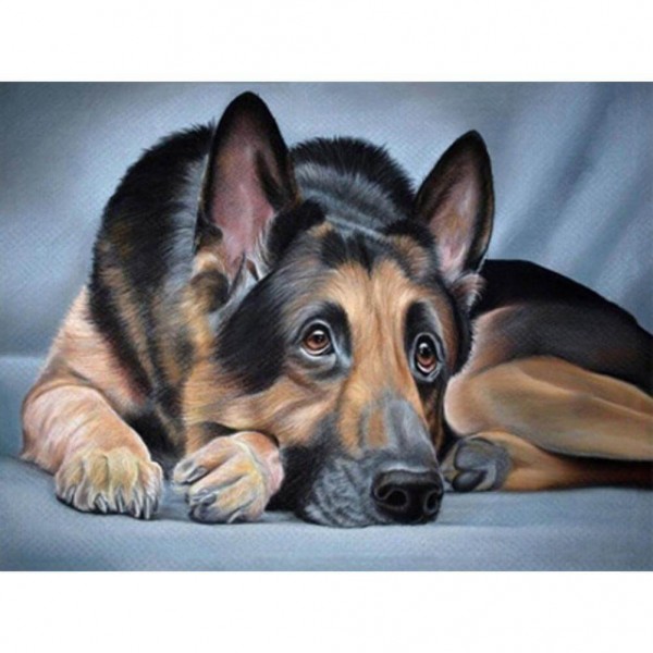 Schæferhund