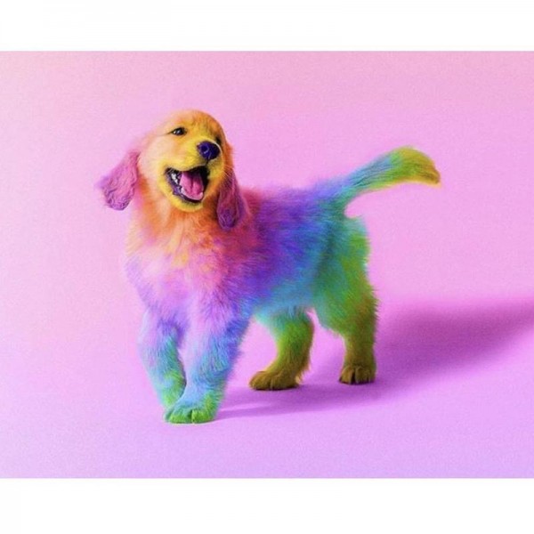 Regnbue labrador
