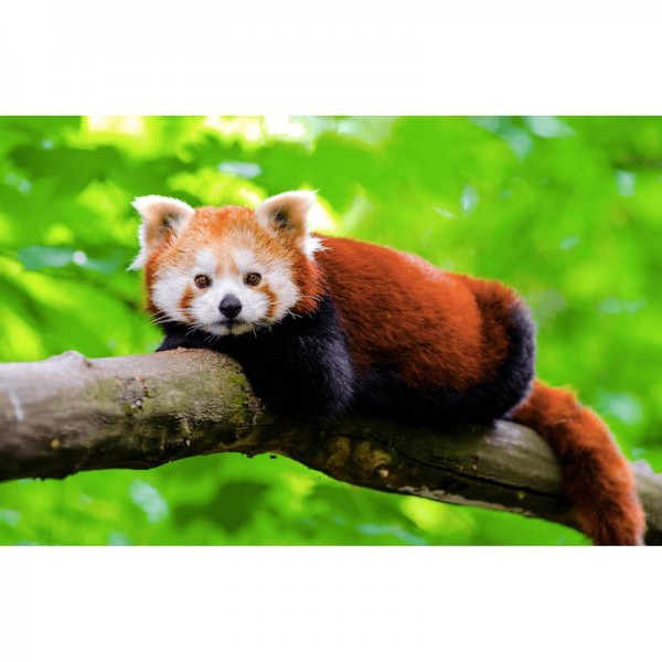Rød panda