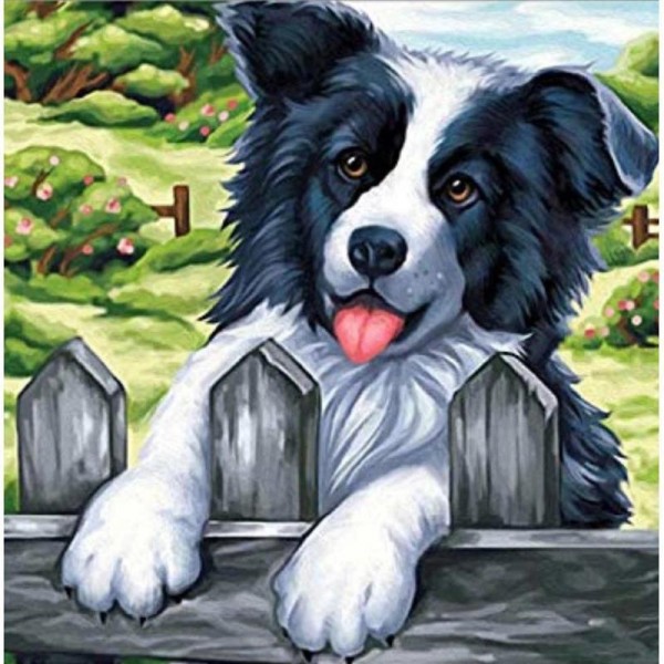 Bordercollie.