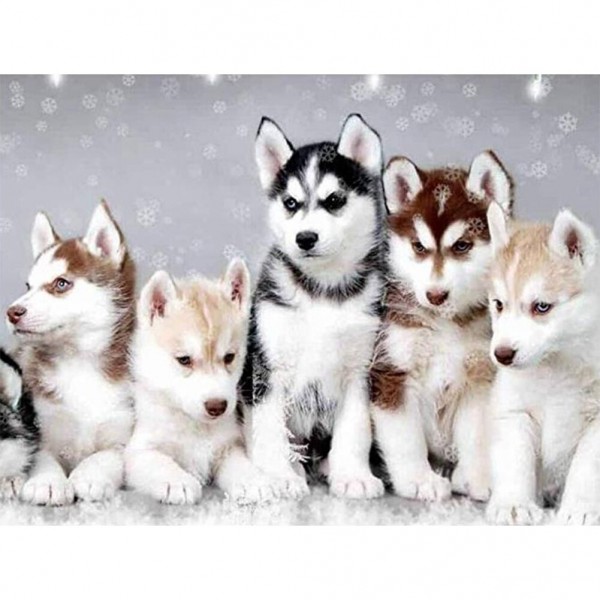Husky hvalpe