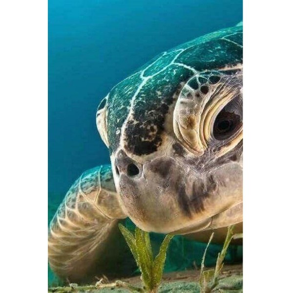 Skildpadde