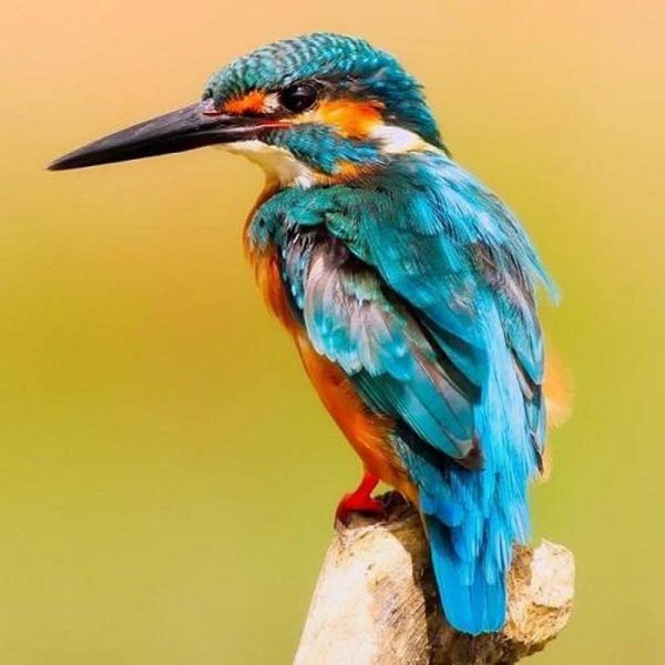 Kingfisher
