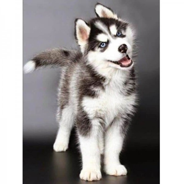 Husky hvalp