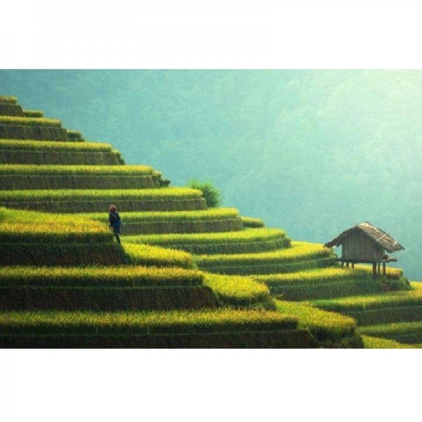 Rismarker i Asien