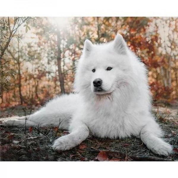 Hund