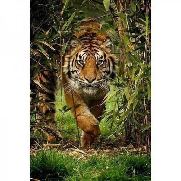 Tiger i junglen