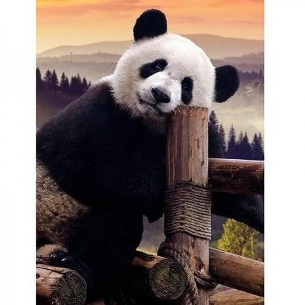 Doven panda