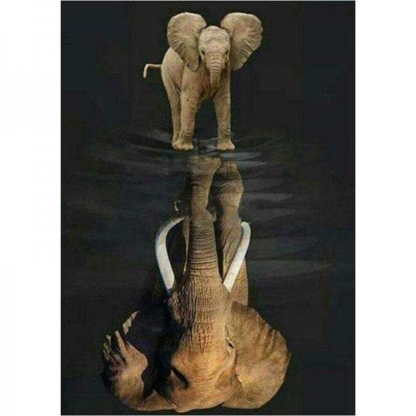 Elefant spejlbillede
