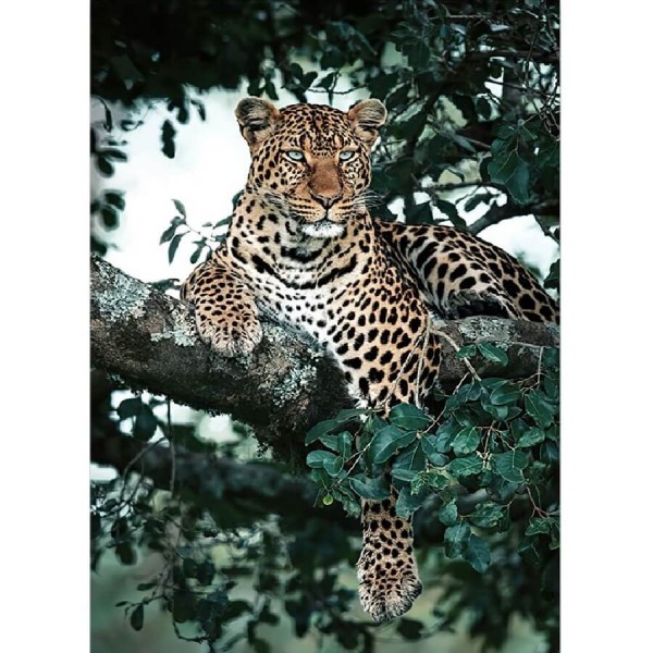 Leopard i træet