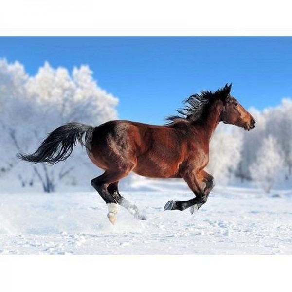 Hest i sneen