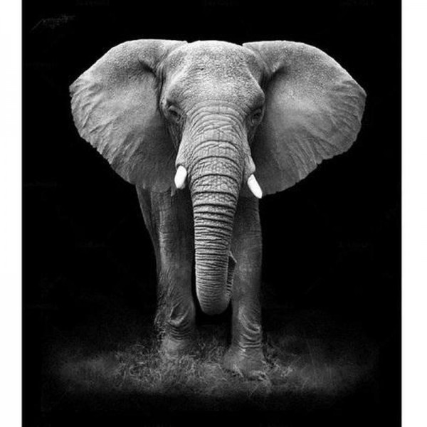 Elefant sort og hvid