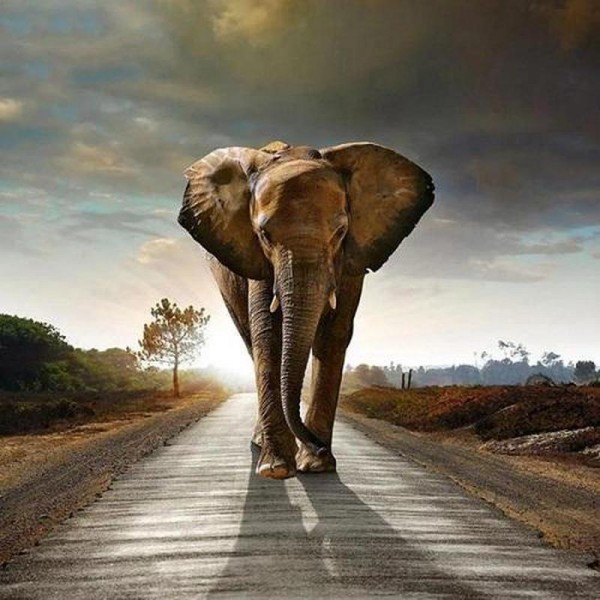 Elefant på vej