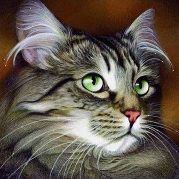 Brun kat