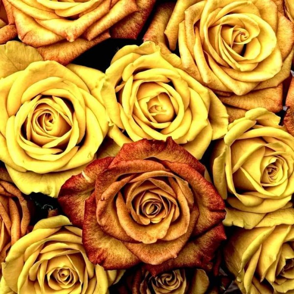 Rosen