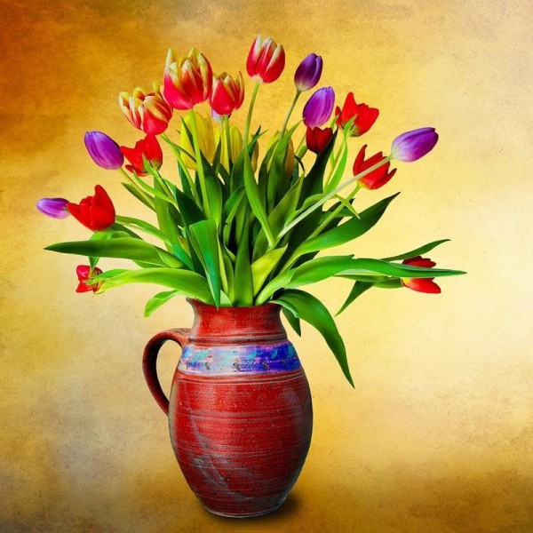 Hollandske tulipaner