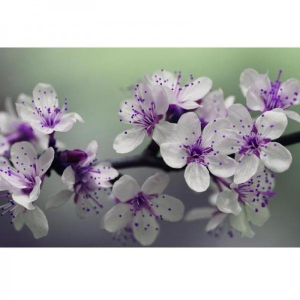 Hvide / lilla blomster