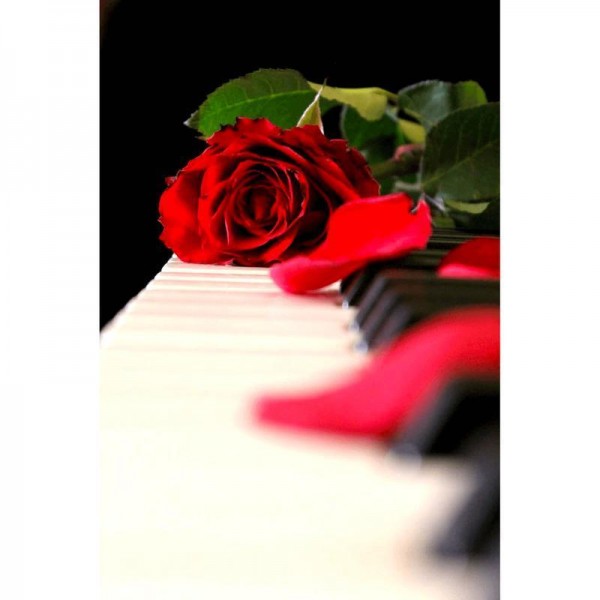 Klaver rose