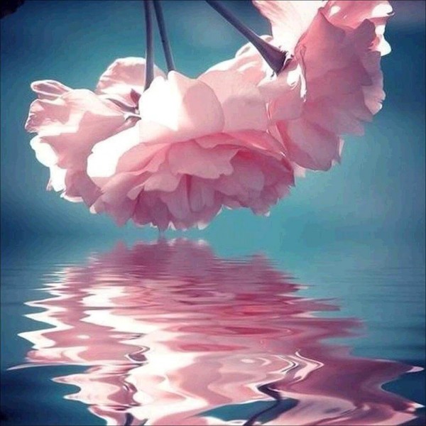 Blomst refleksion