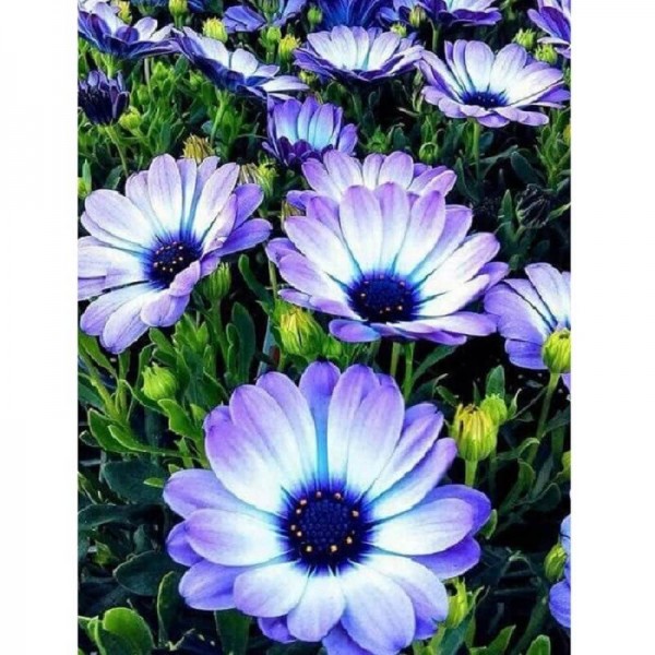 Blå blomster