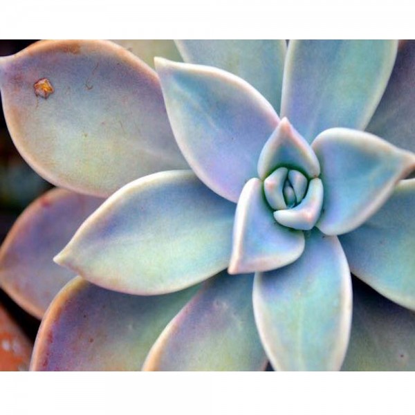 Echeveria blomst