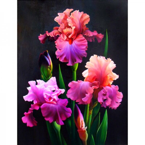 Iris blomster