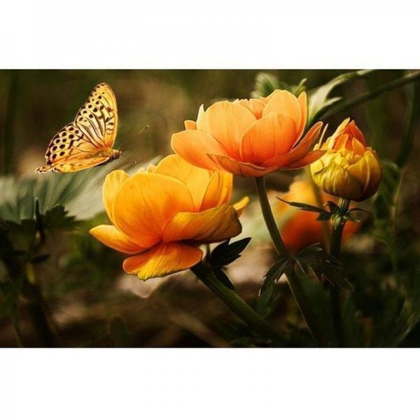 Orange blomster med sommerfugl