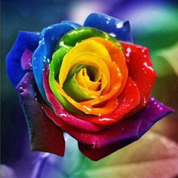 Regnbuefarvet rose