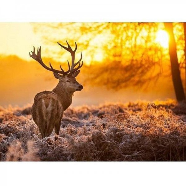Hjorte i Veluwe