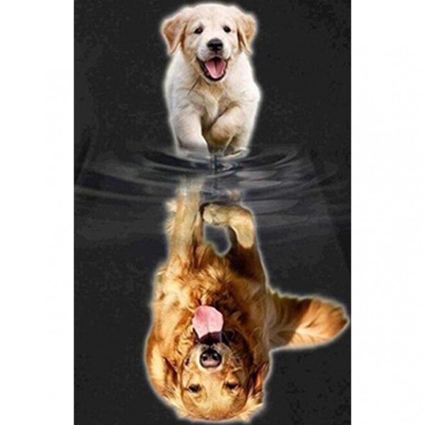 Hvalp - Golden Retriever