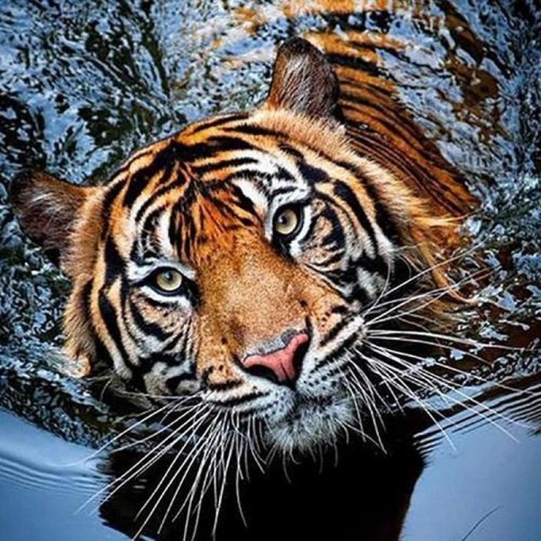 Tiger i vand
