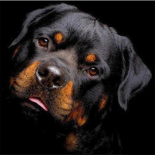 Rottweiler.