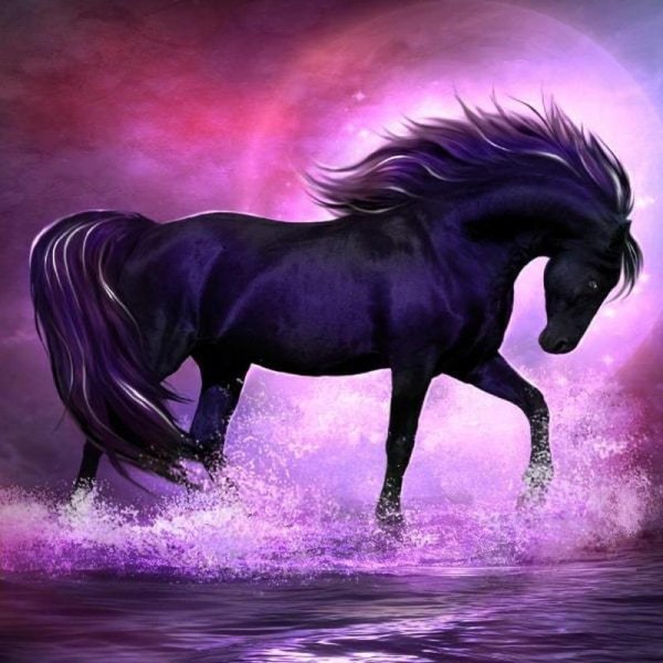Sort hest