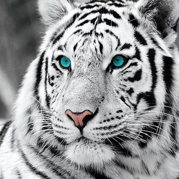 Hvid tiger