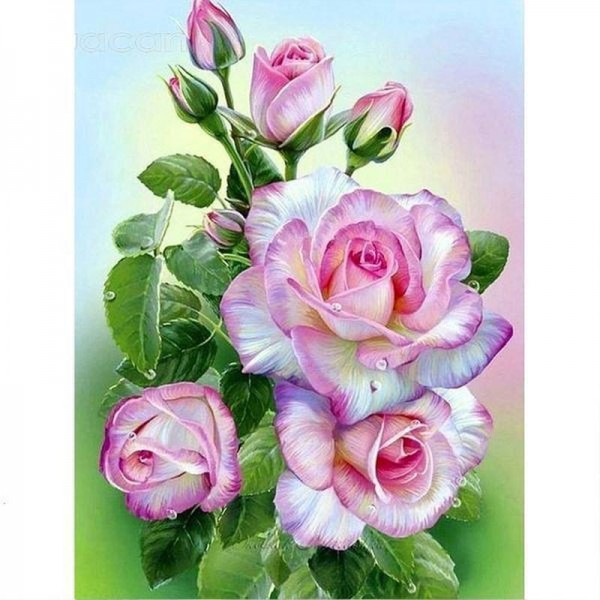 Rose plante