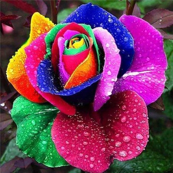 Farvet rose